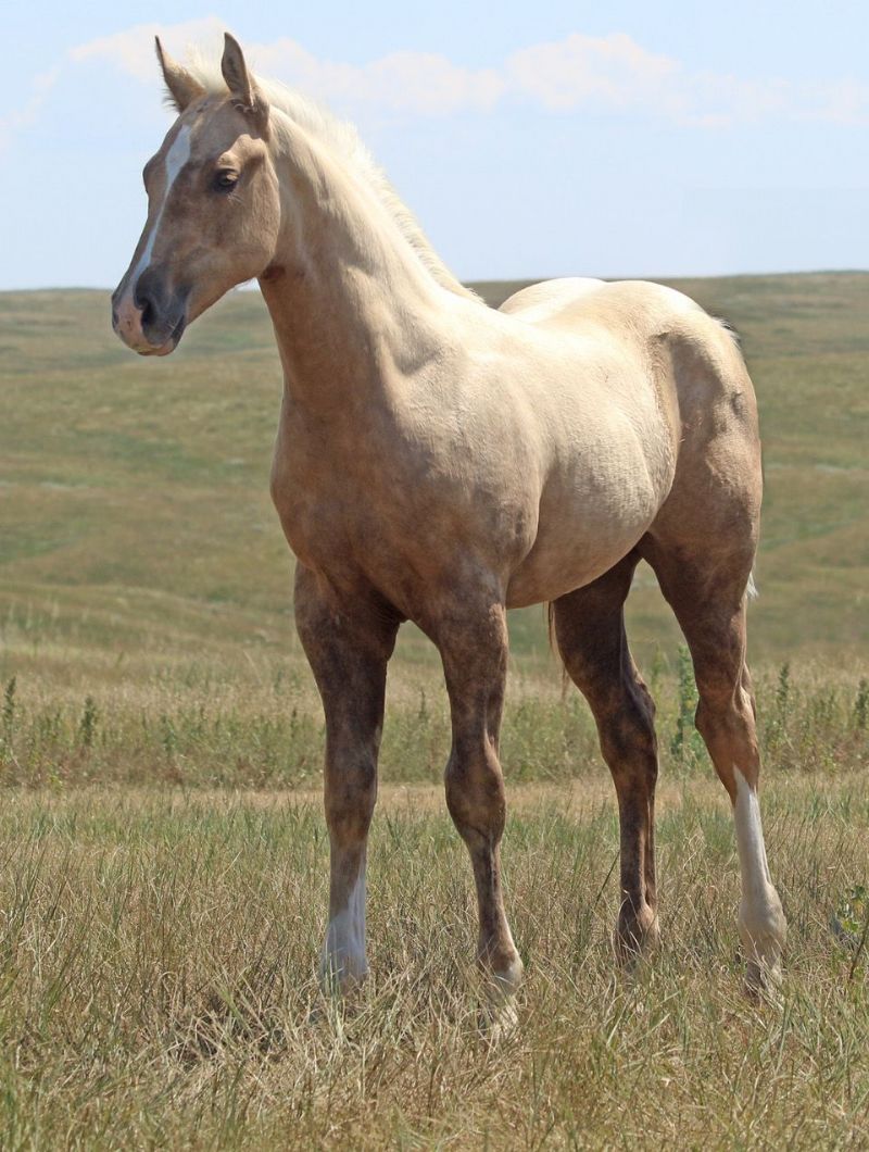 003 - Sienna Frost colt